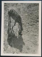 cca 1933 Kinszki Imre (1901-1945) budapesti fotóművész hagyatékából, jelzés nélküli vintage fotó (Zebra), 6x4,4 cm