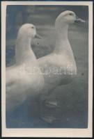 cca 1939 Thöresz Dezső (1902-1963) békéscsabai gyógyszerész és fotóművész hagyatékából, jelzés nélküli,   vintage fotóművészeti alkotás (Libák), 8,8x6 cm