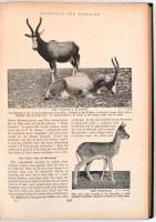 John R. Crossland-J. M. Parrish: Wild life of our world. London-Glasgow,é.n.,Collins' Clear-Typ...