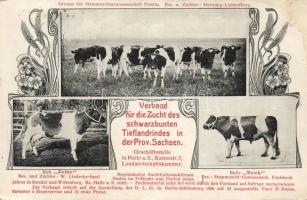 Tieflandrines cows