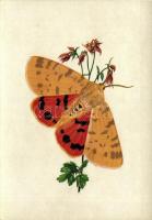 5 db modern grafikai lap lepkékkel és pillangókkal a saját tokjában, Zombory Éva szignójával / 5 mod...