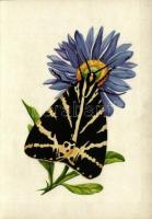 5 db modern grafikai lap lepkékkel és pillangókkal a saját tokjában, Zombory Éva szignójával / 5 mod...