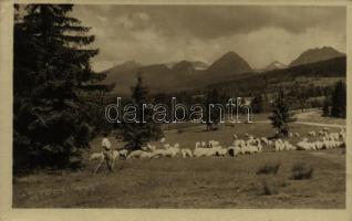 Tátra, Vysoké Tatry; Juhász a nyájával / shepherd with his sheep, folklore (ragasztónyom / gluemark)