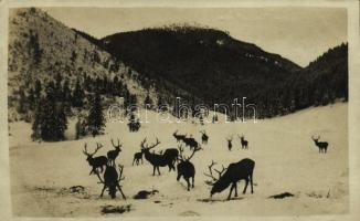 1933 Tátra, Vysoké Tatry; Vapiti jelenov / vapiti szarvasok / wapitis, elks