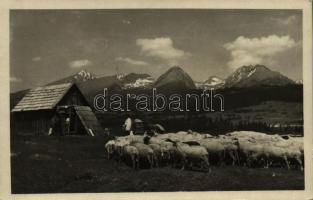 1948 Tátra, Vysoké Tatry; Pod Strbskym stítom, Kriván, Solisko, Patria / Csorbai-csúcs, Kriván, Szoliszkó, Pátria, juhász a nyájával / mountains, shepherd with his sheep, folklore (Rb)