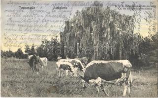 1913 Temesvár, Timisoara; K.u.K. Infanterie-Kadettenschule / Cs. és K. hadapródiskola, park, gulya. Kugel K. fényképész / Austro-Hungarian K.u.K. military cadet school, park, cattle(EK)