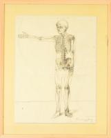 Barcsay jelzéssel: Csontváz és fej. Ceruza, papír, üvegezett keretben, 40×29 cm