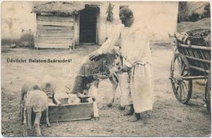 1911 Balatonszárszó, bárány és borjú etetés (ázott / wet damage)
