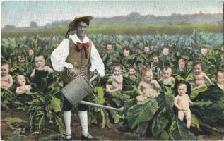 Babies growing on a cabbage land. Humour
