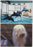 33 db MODERN motívum képeslap az 1950-es évektől: állatok / 33 modern motive postcards from the 50&#...