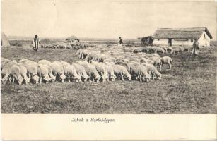 1912 Hortobágy, Juhok, folklór