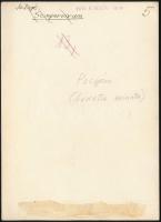 cca 1936 Kinszki Imre (1901-1945) budapesti fotóművész pecséttel jelzett, vintage fotóművészeti alko...