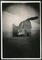 cca 1936 Kinszki Imre (1901-1945) budapesti fotóművész jelzés nélküli vintage fotója, az általa összeállított gyűjtőalbumból kiemelve (Az egérlyukból kinézve), 8,6x6 cm