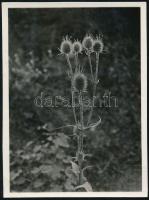 cca 1932 Kinszki Imre (1901-1945) budapesti fotóművész jelzés nélküli vintage fotója, az általa összeállított gyűjtőalbumból kiemelve (Mezei növény ellenfényben), 8,5x6,3 cm