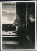 cca 1933 Kinszki Imre (1901-1945) budapesti fotóművész jelzés nélküli vintage fotója, az általa összeállított gyűjtőalbumból kiemelve (Mókus az ablakban), 8,7x6,4 cm