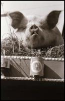 1963 Keveházi János (?-?) kőbányai fotóművész hagyatékából 242 db vintage negatív, sokféle témáról, ...