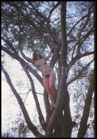 cca 1969 Az első tavaszi fészekrakó, szolidan erotikus felvételek, 9 db vintage diapozitív, Czakó Lá...