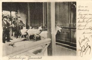 Gleichenberg Goat-farm