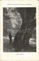 1916 Kistapolcsány, Topolcianky; A nagy tölgy. Részlet a kistapolcsányi főhercegi uradalomból / big oak at the Archdukes estate (szakadás / tear)