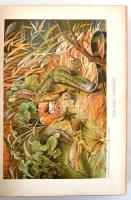 Brehm Alfréd: Az állatok világa. Egy kötet. Átdolgozta Rapaics Raymund. Bp.,é.n.,Légrády-Genius. Kia...