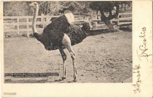 1904 South Pasadena (California), Major McKinley Cawston Ostrich Farm