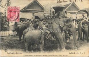 Luang-Prabang, Eléphants Royaux - Jeune Éléphant tetant sa mére / Royal Elephants, TCV card