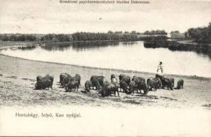 Hortobágy, folyó, nyáj