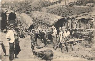 Ceylon, Branding cattle, folklore