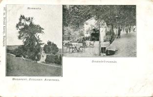 Budapest, Zugliget Disznófő-forrás, Normafa