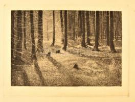 Olgyai Viktor (1870-1929): Erdőrészlet. Rézkarc, papír, jelzés nélkül, 25×35 cm
