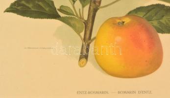 1899 Alma, litho kép, Athenaeum Rt. kőnyomása, üvegezett keretben, 39×31 cm