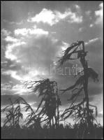 1955 Berekméri Zoltán (1923-1988): Őszi szél, feliratozott fotóművészeti alkotás, 40×30 cm