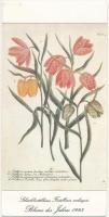 Sakktábla-virág - 1993. év virága. Kinyitható modern képeslap / Schachbrettblume Fritillaria Meleagris. Blume des Jahres 1993 / Snakes head fritillary (chess flower). Folding card