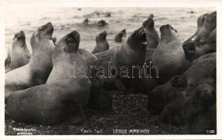 Seals Photo