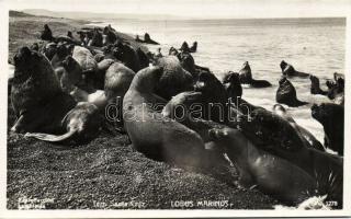 Seals Photo