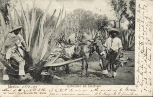 Harvesting for making pulque in Mexico