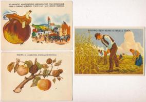 3 db RÉGI magyar mezőgazdasági propaganda képeslap, Klösz / 3 pre-1945 Hungarian agricultural propaganda postcards