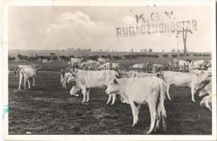 1937 Kecskemét, Bugac puszta, Kocsikaraván a gulyával, gémeskút. Schäffer felvétele