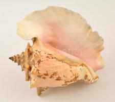 Tengeri kagyló, 20×20 cm