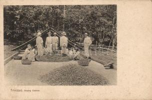 Trinidad Drying cocoa