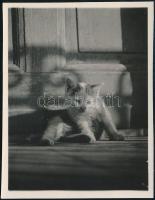 cca 1933 Kinszki Imre (1901-1945) budapesti fotóművész jelzés nélküli, vintage fotója (Cica), 8,3x6,4 cm