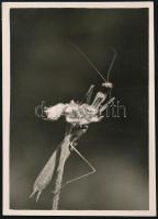 cca 1933 Kinszki Imre (1901-1945) budapesti fotóművész aláírt, feliratozott, vintage fotója (makro fotó), 8,5x6 cm