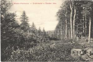 1911 Modor-Harmónia, Modor, Modra; Erdő részlet a Sándor úton. Prein Lorand felvétele. Laczkovich Robert kiadása / forest, road