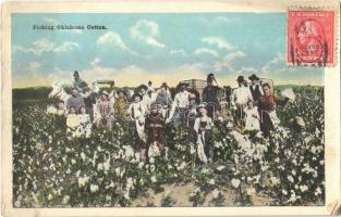 Picking Oklahoma Cotton (EK)