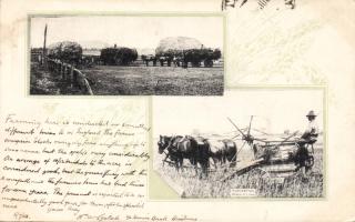 Queensland Harvesting (Rb)