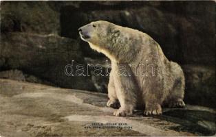 New York City, New York Zoological Park, Polar bear