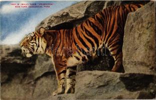 New York City, New York Zoological Park, malay tiger Princeton