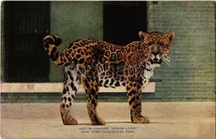 New York City, New York Zoological Park, jaguar Senor Lopez (EK)