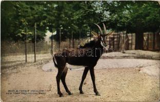 New York City, New York Zoological Park, Sable Antelope (EK)