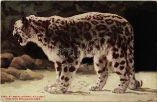 New York City, New York Zoological Park, Snow Leopard, or Ounce